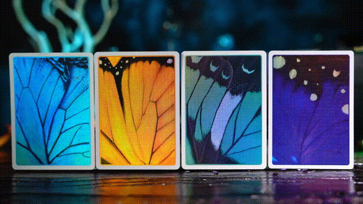 Morpho Collection Box Set by TCC Fashion
